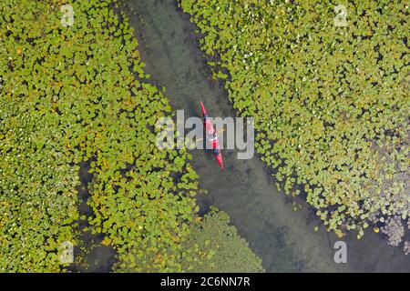 Donna in kayak rosso che addlata tra le ninfee sul lago Skadar, Montenegro Foto Stock