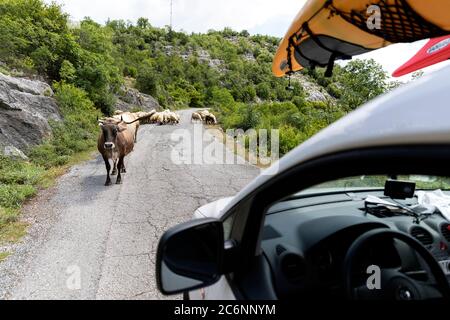 Mucche e pecore su strada di fronte a una macchina sulla strada stretta al lago Skadarsko, Montenegro Foto Stock