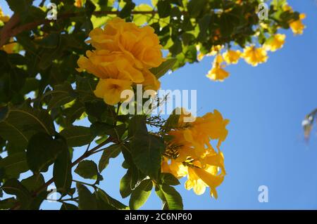 Tecoma stans fiori gialli Foto Stock