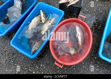 Mercato del pesce a bordo strada vicino al lago Skadar, pesce d'acqua dolce catturato di recente nel lago Skadar su uno stand, Virpazar, Montenegro Foto Stock