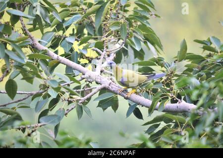 Il piccione verde a piedi gialli, noto anche come piccione verde a zampe gialle, è una specie comune di piccione verde che si trova nel subcontinente indiano. Foto Stock