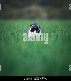 Bianco e nero cat aggirava vicino ad una fattoria Foto Stock