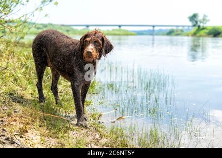 cane drahthaar vicino al lago. cane bagnato Foto Stock