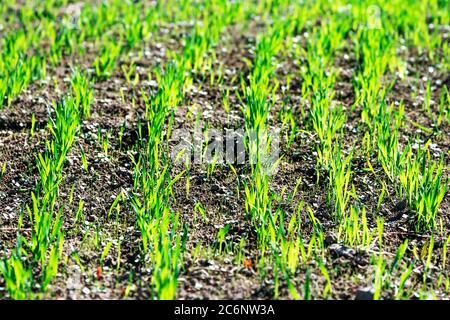 Giovani piante verdi di grano piccolo o di avena o di segala che crescono su un campo agricolo in primavera illuminato dal sole del mattino. File di germogli di segale che crescono nel suolo Foto Stock