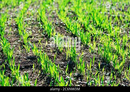 Giovani piante verdi di grano piccolo o di avena o di segala che crescono su un campo agricolo in primavera illuminato dal sole del mattino. File di germogli di segale che crescono nel suolo Foto Stock