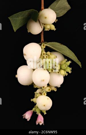 Snowberry (Symphoricarpos albus). Chiudiporta di Infruttescence Foto Stock