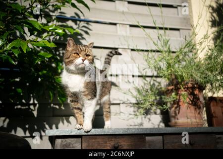 curioso tabby bianco britannico shorthair gatto in piedi su balcone o terrazza soleggiata Foto Stock