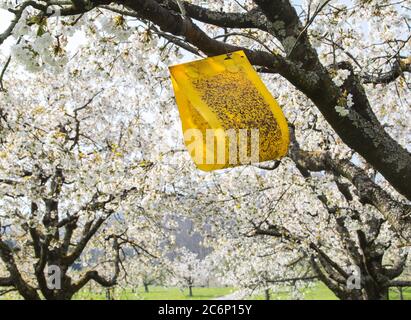 Trappola gialla di ciliegia appiccicosa mosca pende su albero fiorente ciliegio per prevenire i parassiti Foto Stock