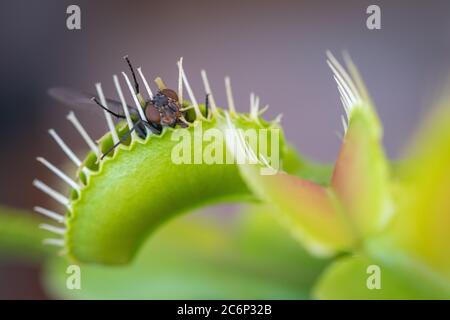 primo piano immagine di una comune bottiglia verde volare intrappolato all'interno di una flytrap venere Foto Stock