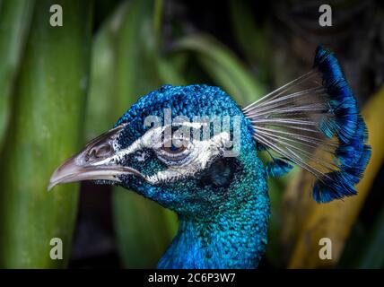 Primo piano della testa di Peacock Foto Stock