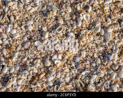 Conchiglie sulla spiaggia del Golfo del Messico sul North Jetty Baech a Nokomis Florida negli Stati Uniti Foto Stock