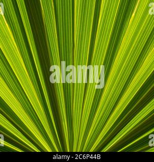 Primo piano di Cabbage Palm o Sebal palma frontd Foto Stock