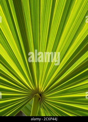 Primo piano di Cabbage Palm o Sebal palma frontd Foto Stock