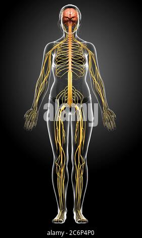 3d ha reso l'illustrazione medica accurata di un sistema nervoso femminile Foto Stock
