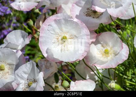 Papaver rhoeas 'Seta nuziale' Poppie bianche fiore delicato Foto Stock