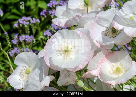 White Poppy Papaver rhoeas 'Seta nuziale' Foto Stock