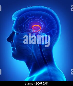 rappresentazione 3d con rappresentazione medica accurata della fornice cerebrale maschile Foto Stock