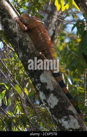 Iguana verde nel Parco Nazionale di Tortuguero in Costa Rica, America Centrale Foto Stock