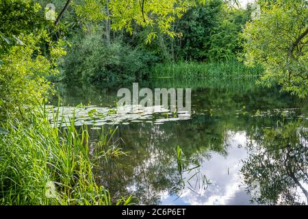 Splendido fiume torbido che galleggia attraverso una lussureggiante area verde. Riflessi dagli alberi Foto Stock
