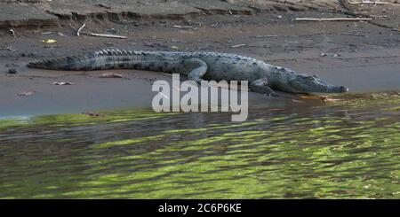 Caiman spettacolare sulla riva del Rio San Carlos vicino a Boca Tapada in Costa Rica, America Centrale Foto Stock