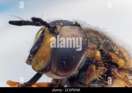 macro primo piano di testa di hoverfly Foto Stock