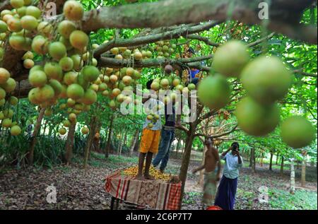 Narsingdi. 11 Luglio 2020. Gli agricoltori raccolgono le uve birmane in un frutteto a Narsingdi, Bangladesh, 10 luglio 2020. Credit: Xinhua/Alamy Live News Foto Stock