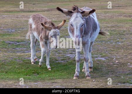 New Forest, Hampshire, Regno Unito. 11 Luglio 2020. Tempo in Gran Bretagna: Asini Godetevi il sole nel New Forest National Park. Asino con foal, asino e asino bambino, carino. 2 asini, due asini. Credit: Carolyn Jenkins/Alamy Live News Foto Stock