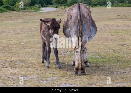 New Forest, Hampshire, Regno Unito. 11 Luglio 2020. Tempo in Gran Bretagna: Asini Godetevi il sole nel New Forest National Park. Asino con foal, asino e asino bambino, carino. 2 asini, due asini. Credit: Carolyn Jenkins/Alamy Live News Foto Stock