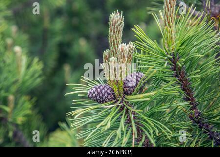Un giovane ramo di pino con coni in primavera Foto Stock