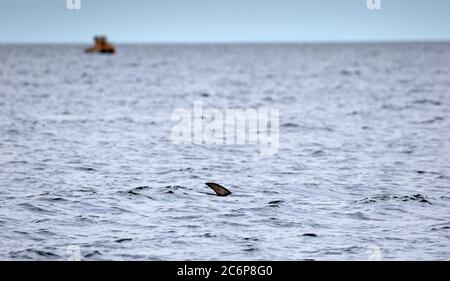 Portobello, Edimburgo, Scozia, Regno Unito 11 luglio 2020. La temperatura fresca al mattino sale a 18 gradi nel pomeriggio con la brezza fresca. Nella foto: Il pesce spada che ha frequentato il Firth of Forth appena fuori dalla porty si è mostrato ma purtroppo solo la sua pinna è mai visibile a quelli sulla riva. Foto Stock