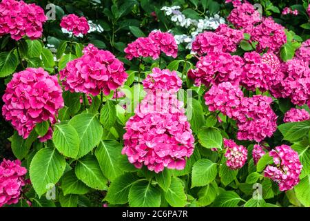 Rosa Idrangea Miss Hepburn Foto Stock