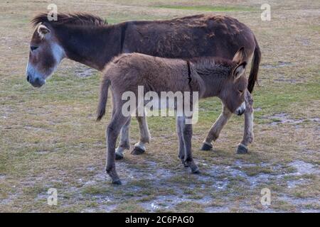 New Forest, Hampshire, Regno Unito. 11 Luglio 2020. Tempo in Gran Bretagna: Asini Godetevi il sole nel New Forest National Park. Asino con foal, asino e asino bambino, carino. 2 asini, due asini. Credit: Carolyn Jenkins/Alamy Live News Foto Stock