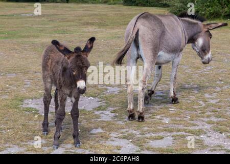 New Forest, Hampshire, Regno Unito. 11 Luglio 2020. Tempo in Gran Bretagna: Asini Godetevi il sole nel New Forest National Park. Asino con foal, asino e asino bambino, carino. 2 asini, due asini. Credit: Carolyn Jenkins/Alamy Live News Foto Stock