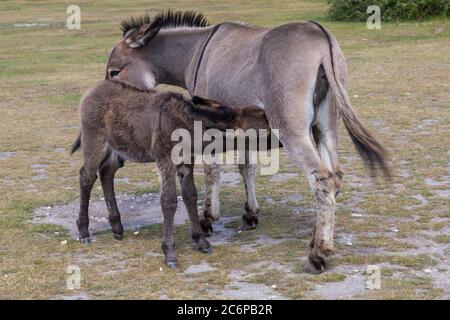 New Forest, Hampshire, Regno Unito. 11 Luglio 2020. Tempo in Gran Bretagna: Asini Godetevi il sole nel New Forest National Park. Asino con foal, asino e asino bambino, carino. 2 asini, due asini. Credit: Carolyn Jenkins/Alamy Live News Foto Stock