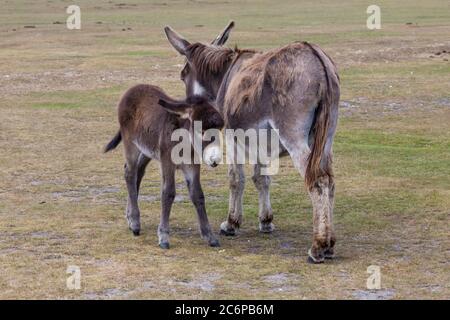 New Forest, Hampshire, Regno Unito. 11 Luglio 2020. Tempo in Gran Bretagna: Asini Godetevi il sole nel New Forest National Park. Asino con foal, asino e asino bambino, carino. 2 asini, due asini. Credit: Carolyn Jenkins/Alamy Live News Foto Stock