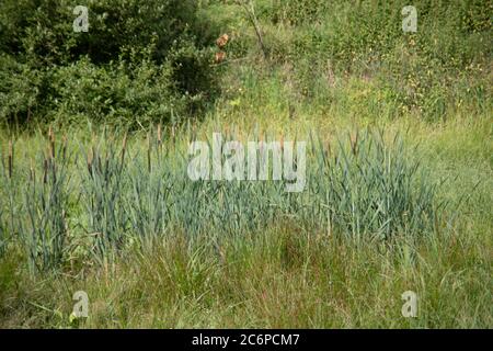 Morass con erba lamellare e pistoni a coda di volpe Foto Stock