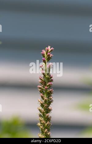 Primo piano di un fusto di un fiore Liatris che inizia a fiorire in estate in Wisconsin, Stati Uniti Foto Stock