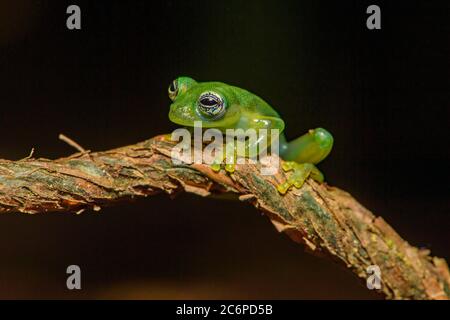 Rana di vetro spinoso (Teratohyla spinosa, cielo di rane, Limone, Costa Rica Foto Stock