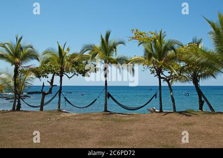 Palme da cocco sulla spiaggia alla stazione di San Pedrillo nel Parco Nazionale di Corcovado sulla penisola di Osa in Costa Rica, America Centrale Foto Stock