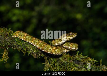 Vipera di ciglia (Bothriechis schlegelii), Laguna del lagarto, Alajuela, Costa Rica Foto Stock
