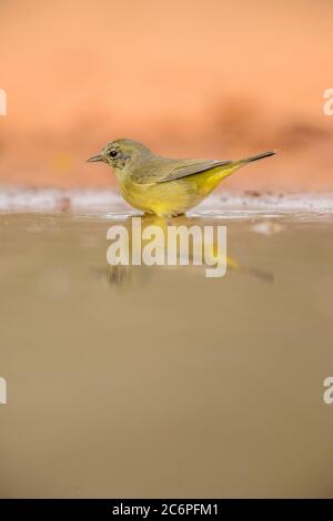 Golden-coroned Warbler (Basileuterus culicivorus), Santa Clara Ranch, Starr County, Texas, Stati Uniti Foto Stock