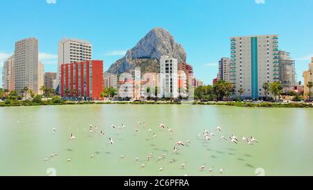 Skyline urbano di Calpe, Penon de Ifach o Penyal de Ifac rock, lago salato con flock di uccelli fenicotteri, cielo blu, giorno di sole, punto di vista drone Foto Stock