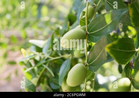 Frutta mediterranea, Ziziphus jujuba, chiamata data cinese o data rossa; primo piano di frutta di jujujujube non matura Foto Stock