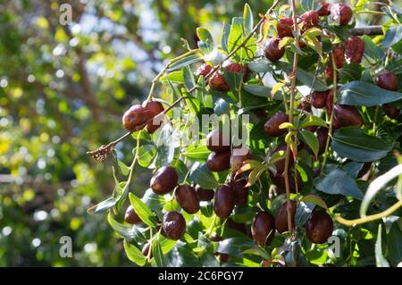 Albero mediterraneo con frutta, Ziziphus jujuba, chiamato data cinese o data rossa Foto Stock