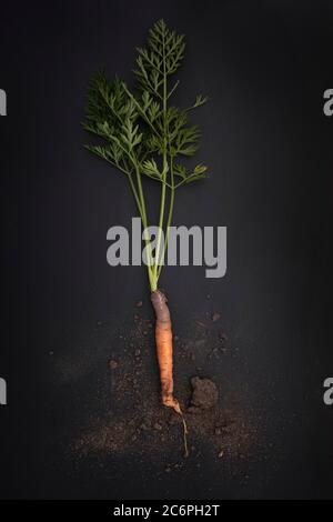 Carota giovane con terreno su fondo nero. Tasto basso. Foto Stock