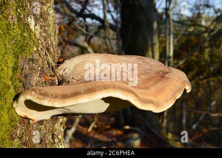 Betulla polipo, Fomitopsis betulina su un albero, foresta in Croazia Foto Stock