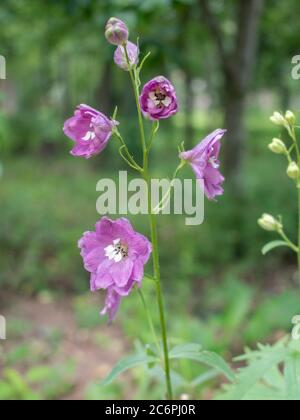 Delphinium elatum excalibur lila rosa, larkspur fiori Foto Stock