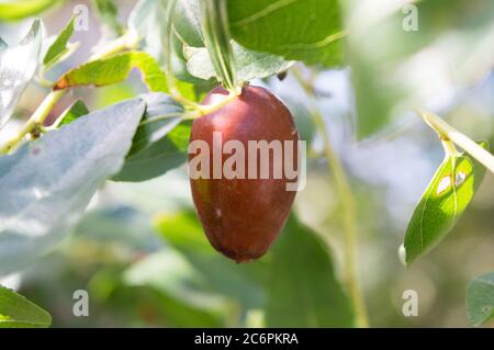 Frutta mediterranea, Ziziphus jujuba, chiamata data cinese o data rossa Foto Stock