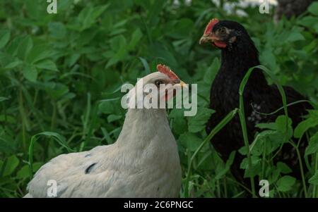 Fattoria selvaggia due polli uccelli in erba verde alla ricerca di cibo Foto Stock