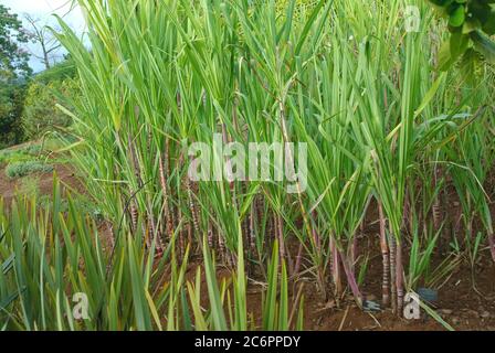 Zuckerrohr Saccharum officinarum, canna da zucchero Saccharum officinarum Foto Stock